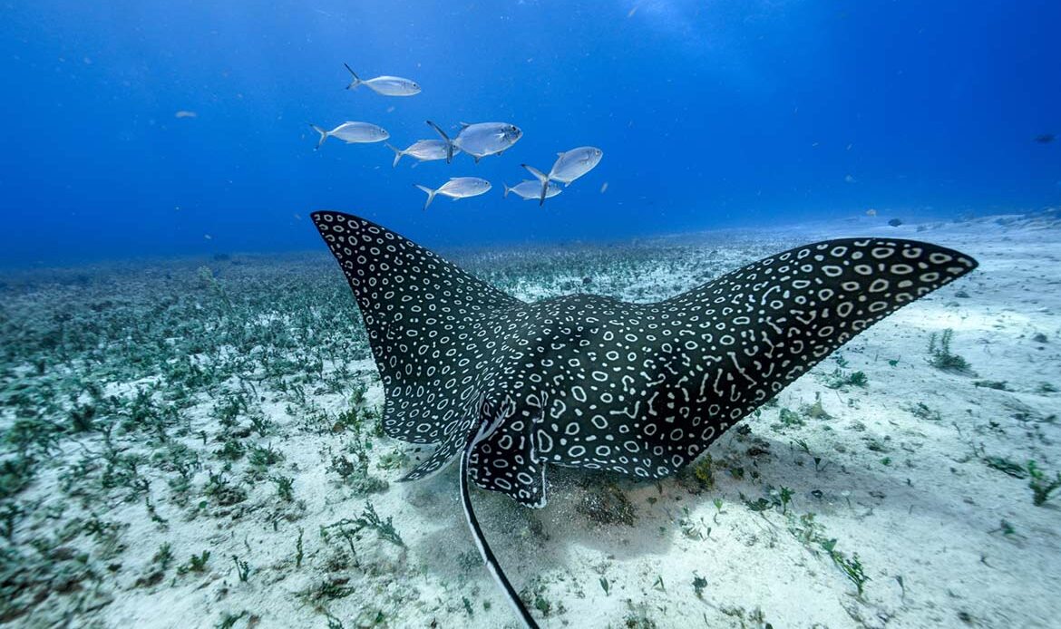 Diving Cozumel: ray