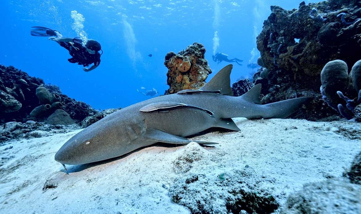 Diving Cozumel
