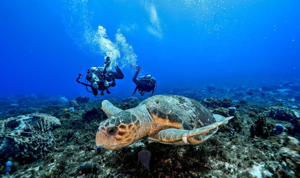 Diving Cozumel: turtle