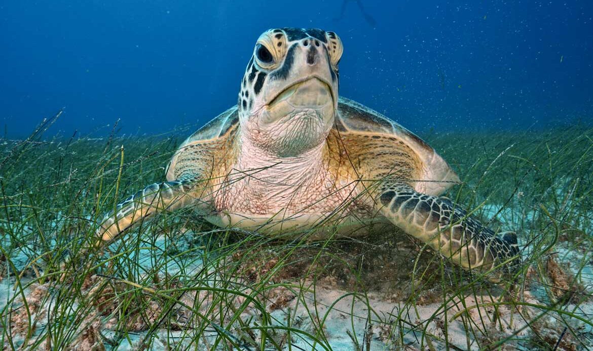Diving Playa del Carmen