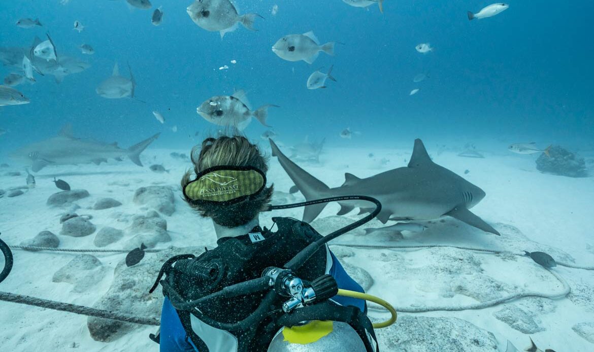 Bull Sharks Diving