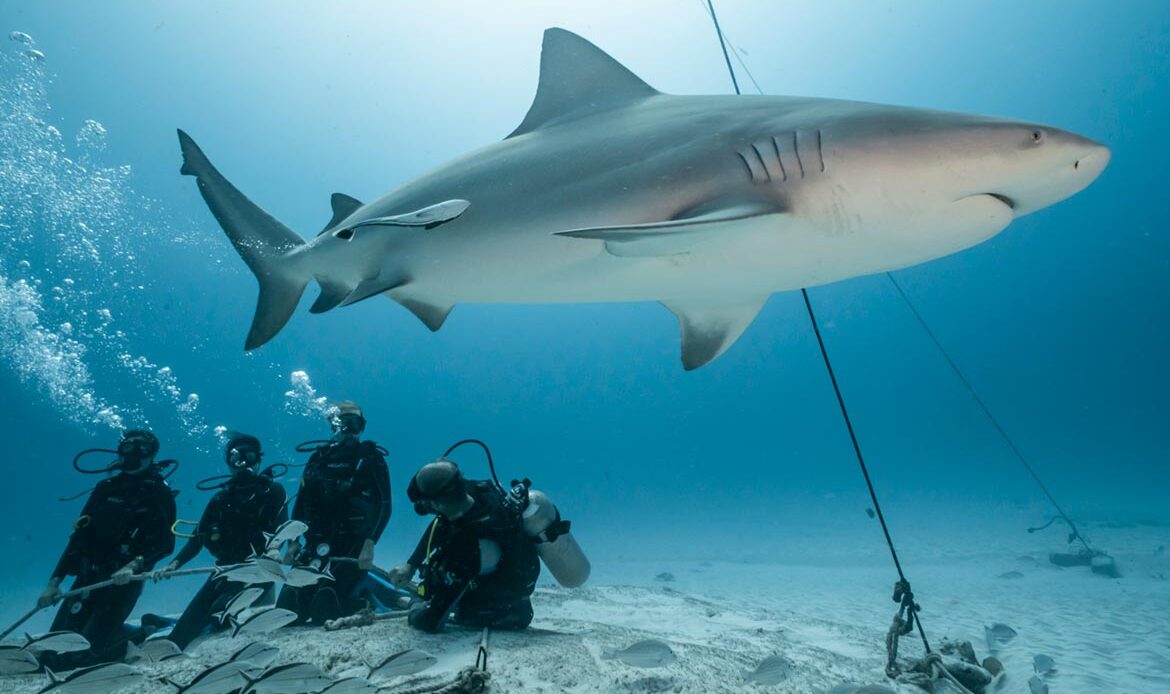 Bull Sharks Diving