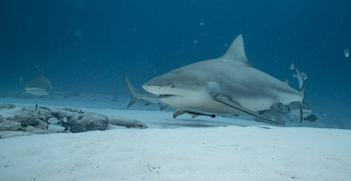 Bull Sharks Diving