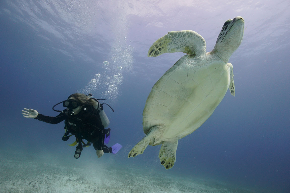 DISCOVER SCUBA DIVING