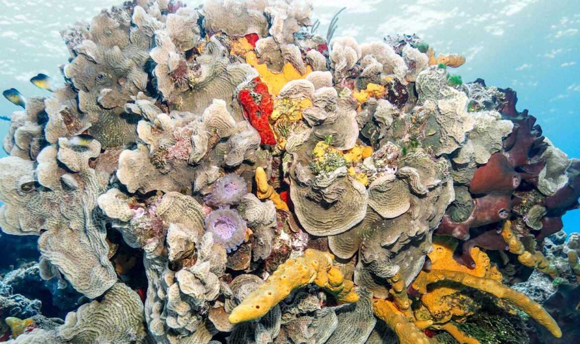 Diving Experience: Cozumel
