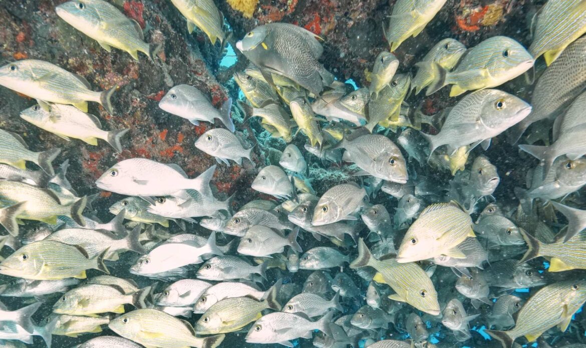 Diving Experience: Playa del Carmen