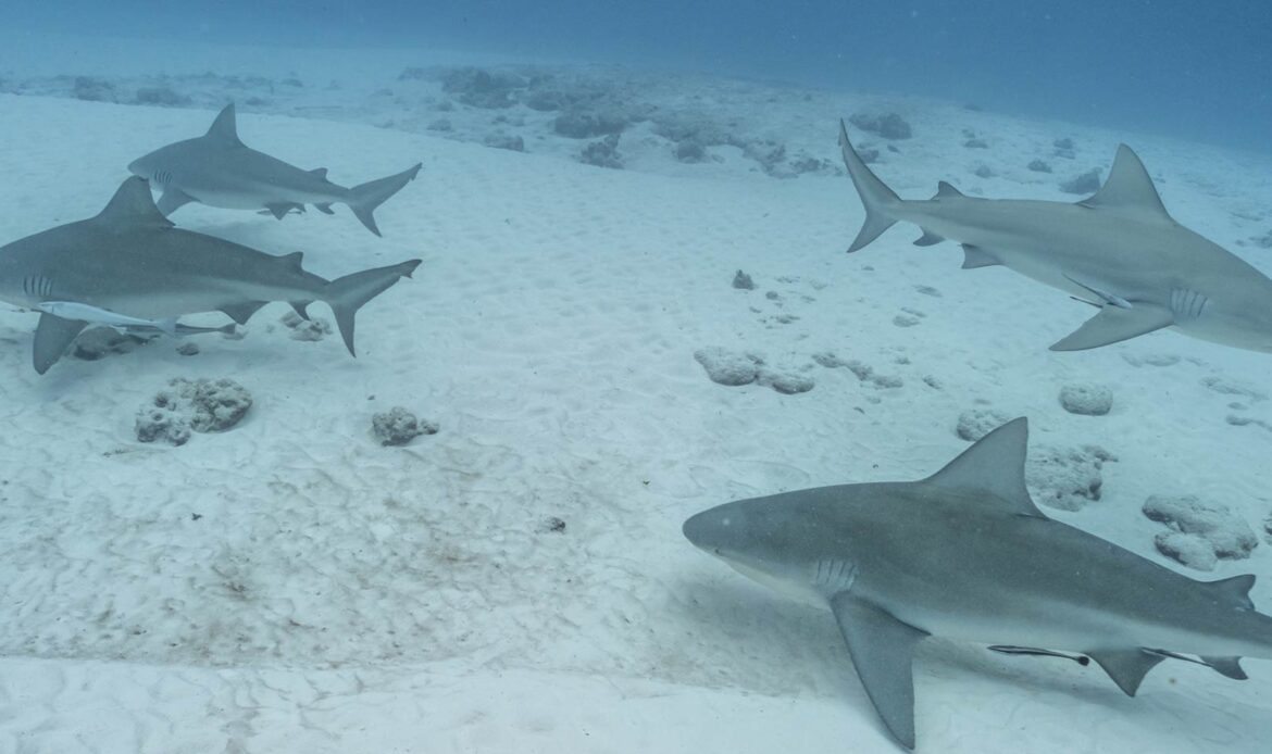 Diving Experience: Bullsharks